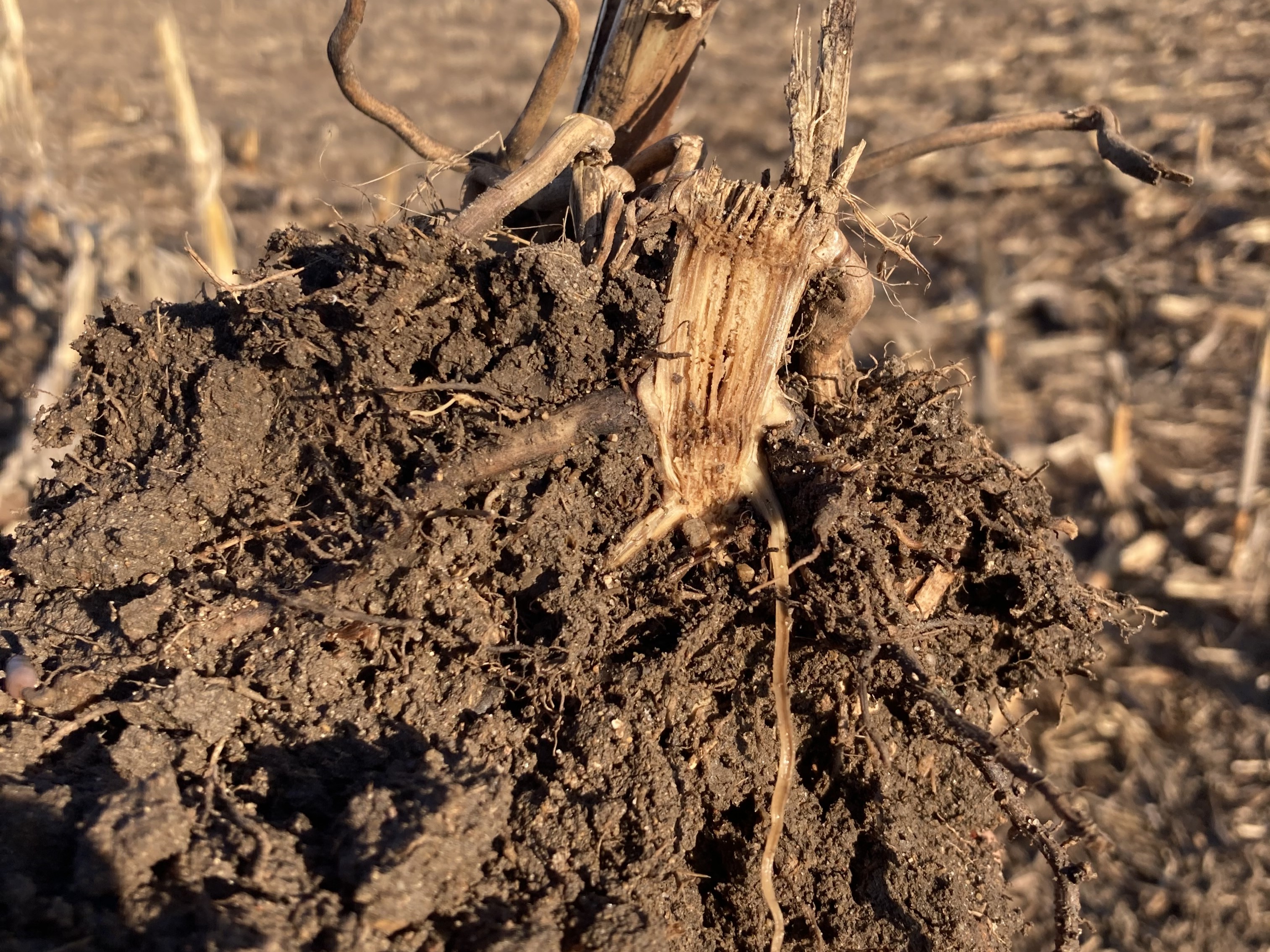 Dried corn root and stalk.